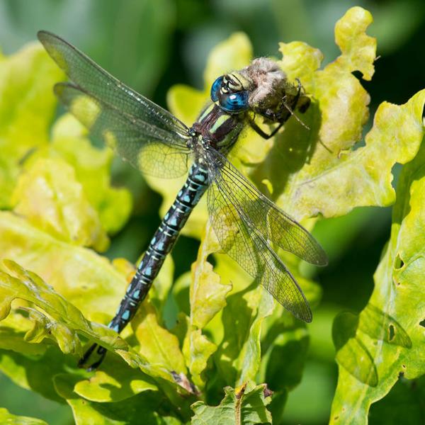 Glassnijder (Brachytron pratense)